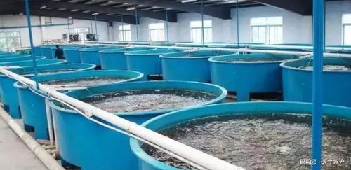 水產(chǎn)工廠化養(yǎng)殖失敗探因 為何90%的從業(yè)者難以為繼？
